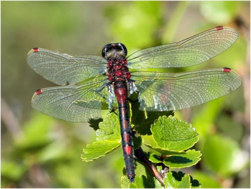 Réf. 171 605 : Leucorrhinia rubicunda