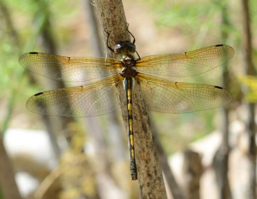 Oxygastra curtisii