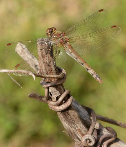 Sympetrum striolatum