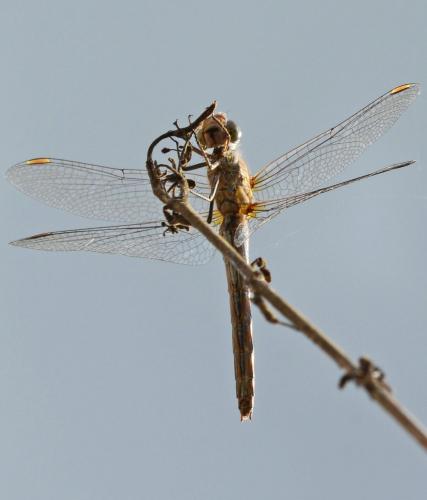 Sympetrum striolatum