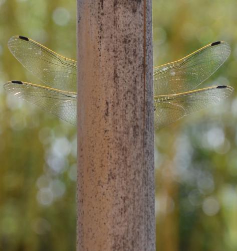 Orthetrum cancellatum