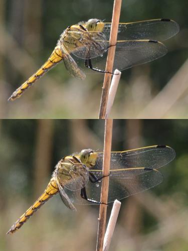 Orthetrum cancellatum
