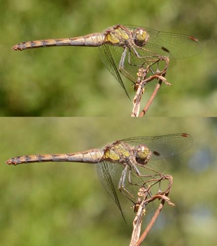 Réf. 171 205 : Sympetrum striolatum