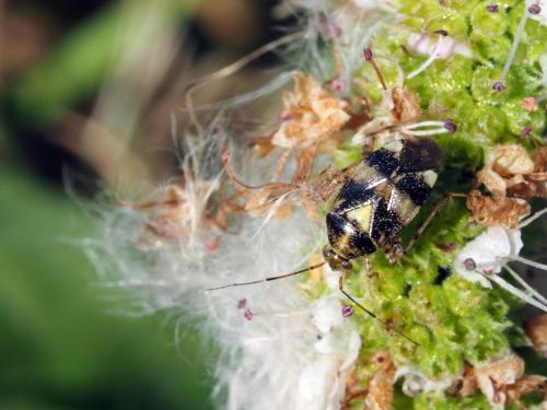 Liocoris tripustulatus