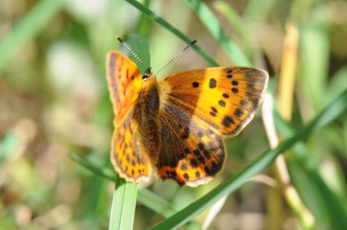 Réf. 171 585 : Lycaena virgaureae
