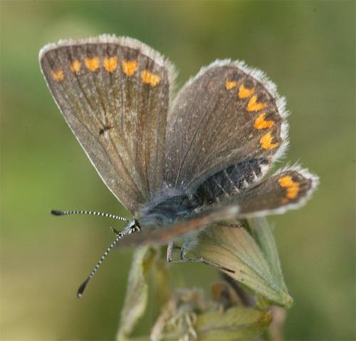 Réf. 171 475 : Aricia artaxerxes