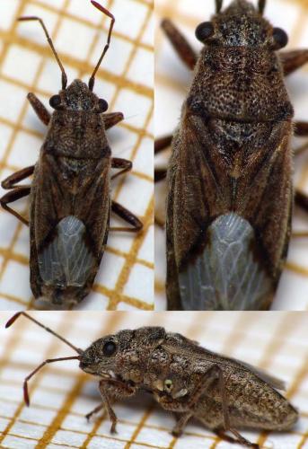 Réf. 171 960 : Ortholomus punctipennis