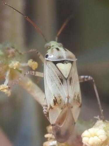 Lygus gemellatus
