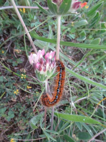 Malacosoma franconica