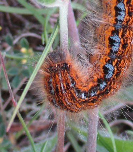 Malacosoma franconica