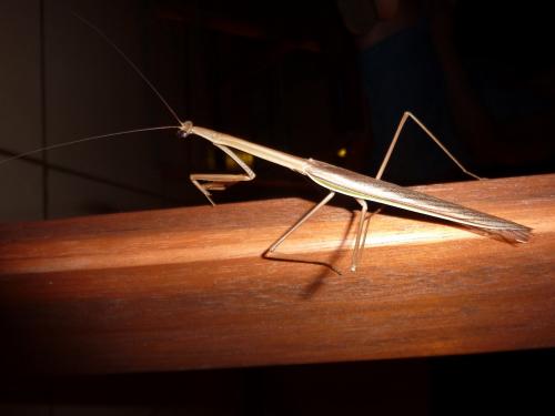 Tenodera superstitiosa