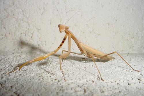 Réf. 171 177 : Mantis prasina