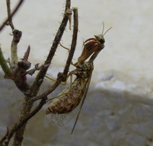 Réf. 171 446 : Mantispa styriaca