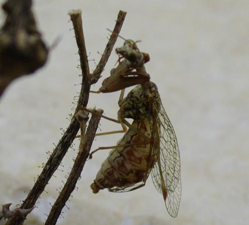 Réf. 171 467 : Mantispa styriaca