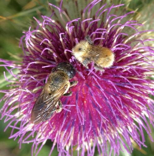 Megachile sculpturalis