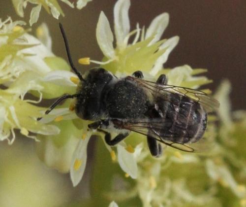 Megachile sp.