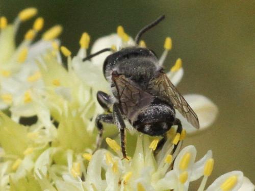 Megachile sp.