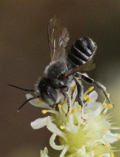 Réf. 171 536 : Megachile sp.