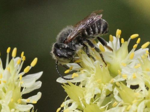 Megachile sp.