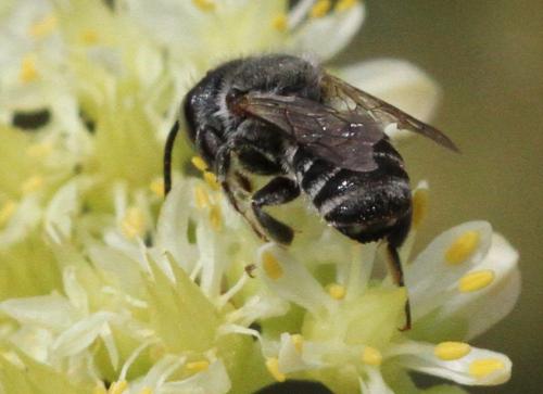 Megachile sp.