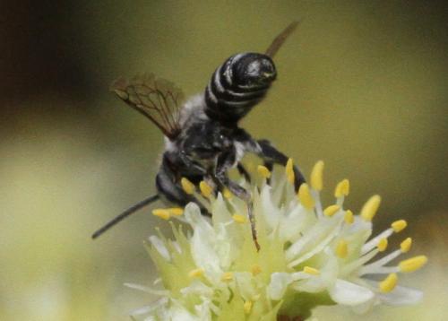 Megachile sp.