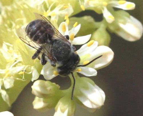 Megachile sp.