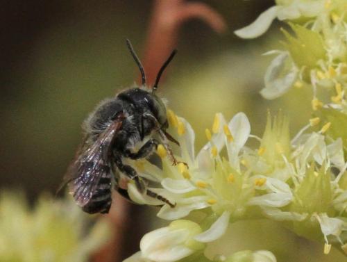 Megachile sp.