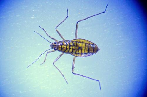 Mesovelia furcata