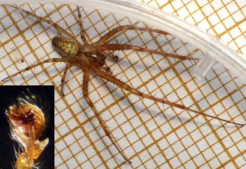 Metellina segmentata