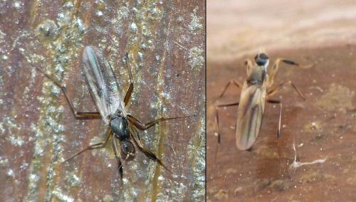Tachypeza sp.