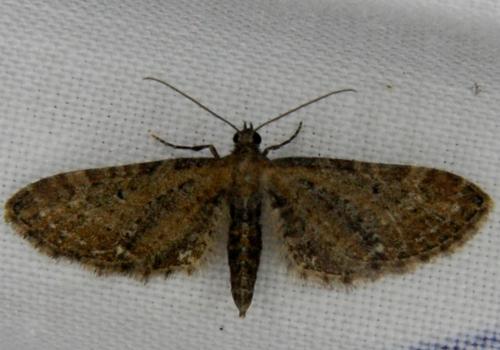 Réf. 171 568 : Eupithecia vulgata