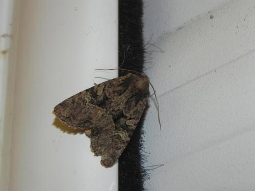 Mesapamea (secalella-secalis)