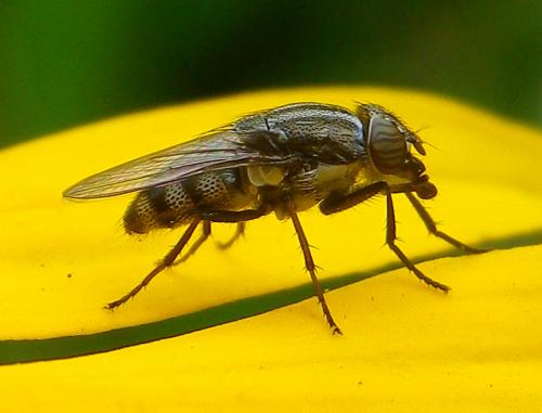 Stomorhina lunata