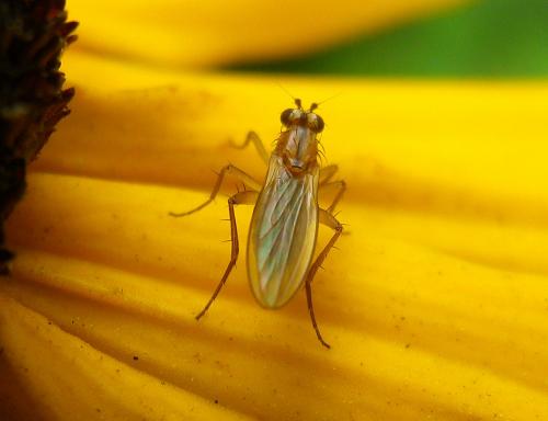 Réf. 171 085 : Lonchoptera lutea