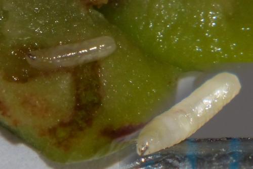 Bactrocera oleae