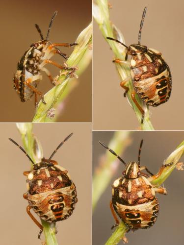 Réf. 171 076 : Carpocoris sp.