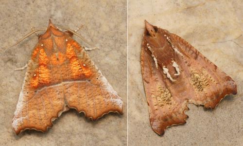 Réf. 171 441 : Scoliopteryx libatrix