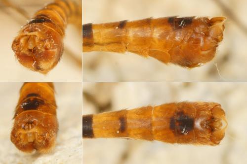Nephrotoma flavipalpis