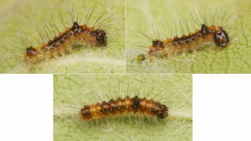 Réf. 171 661 : Acronicta psi