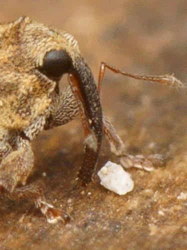 Réf. 171 896 : Trichosirocalus troglodytes