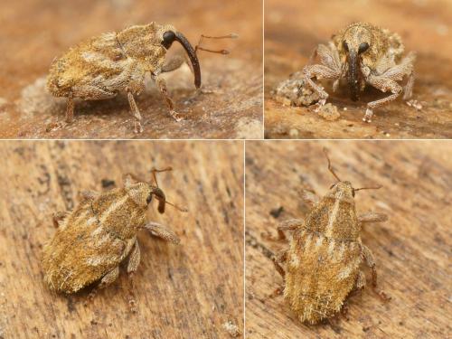 Réf. 171 799 : Trichosirocalus troglodytes
