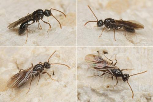 Myrmecina graminicola