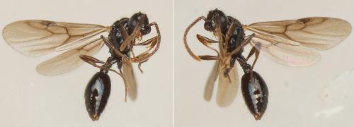 Myrmecina graminicola