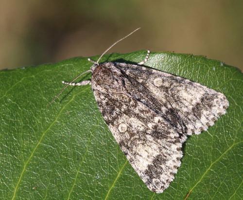 Réf. 171 056 : Subacronicta megacephala