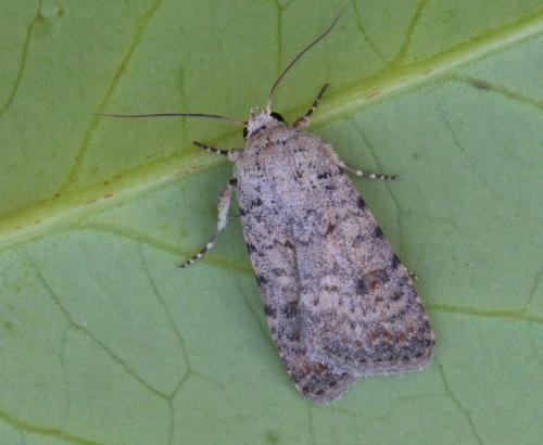 Réf. 171 058 : Caradrina clavipalpis
