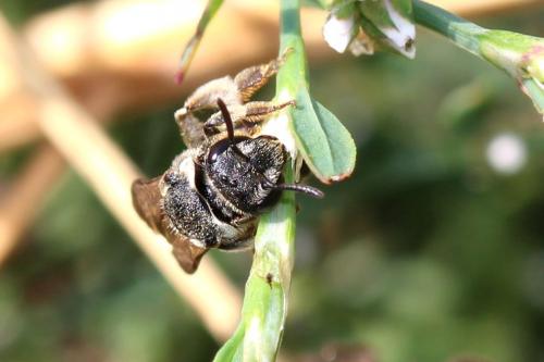 Nomiapis sp.