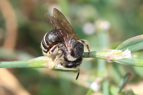Réf. 171 828 : Nomiapis sp.