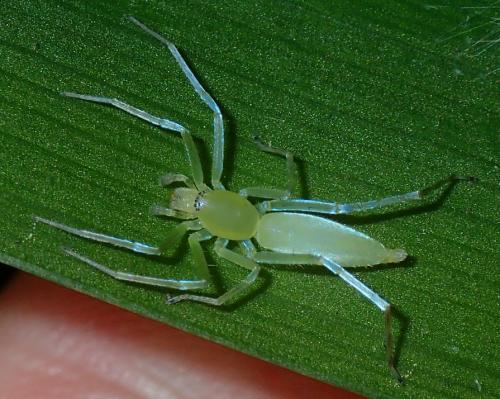Nusatidia sp.