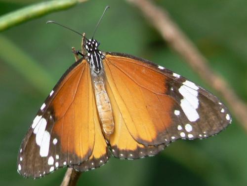 Danaus chrysippus