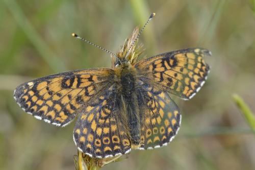 Melitaea cinxia